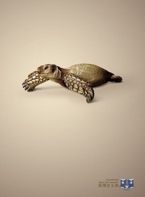 tortoise