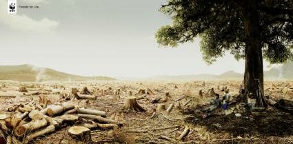 Forests for Life