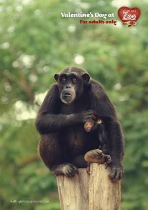 Wellington Zoo : Valentine’s Day