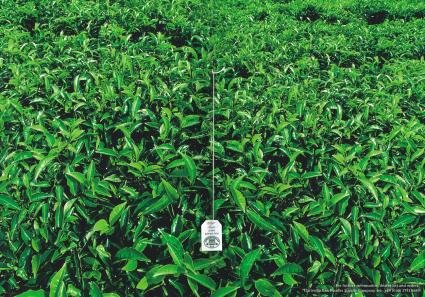 Speicherstadt Tea : Field
