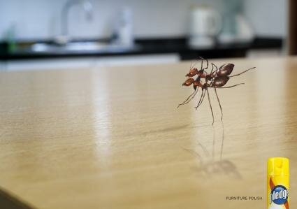 Pledge Furniture Polish : Ants