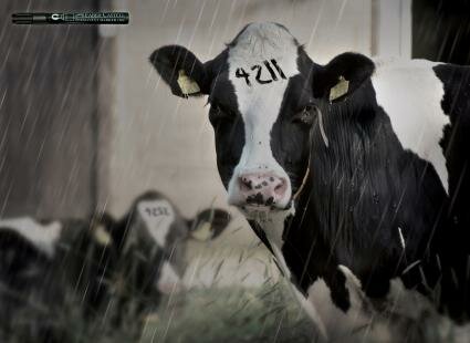 Faber Castell Permanent Marker: Cattle