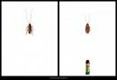 Baygon : Cockroach