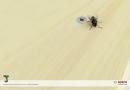 Bosch Screwdriver : Fly