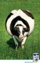 Chef Lavan Cooking Cream : Cow