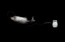 Dental Clean : Fish