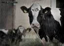 Faber Castell Permanent Marker : Cattle, Graveyard