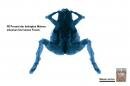 FHM : Rorschach Test