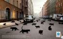 If Car Insurance : Black Cats