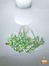 Mr Proper Household Cleaner : Plant