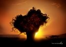 Pantene : Tree