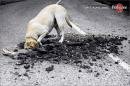 Pedigree : For Strong Dogs