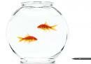 Pilot Water Resistant : Fish