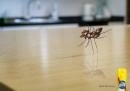 Pledge Furniture Polish : Ants