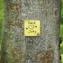 Post-it : David Loves Judy