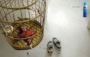 Scholl Shoe Spray : Dead Bird