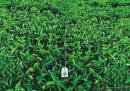 Speicherstadt Tea : Field