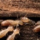 request for termite control advertisement ideas