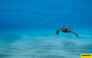Wonderbra Swimwear : Sea Turtle