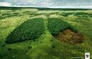 WWF : Lungs